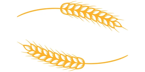 Buğday kulakları beyaz arka planda izole edilmiş. Tasarım için vektör ögeleri