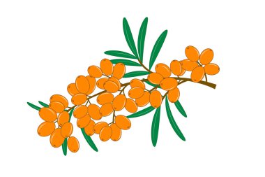 Beyaz arka planda izole edilmiş deniz dikenli böğürtlen dalı. Vektör illüstrasyonu