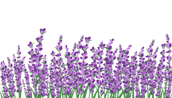 Lavendelfeld isoliert auf weißem Hintergrund. Vektorillustration. Stockvektor