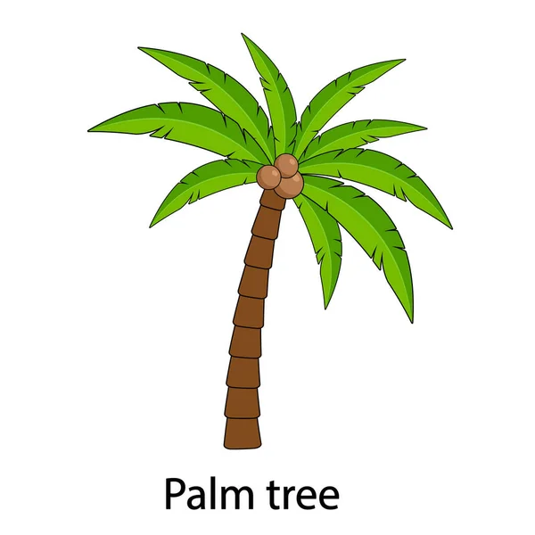 Palmera vector, con la inscripción Palmera. Palmera con cocos aislados sobre fondo blanco — Vector de stock