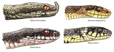 Snake heads comparison clipart