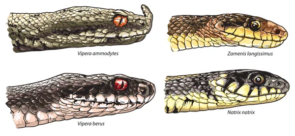 Snake heads comparison — Stock Vector