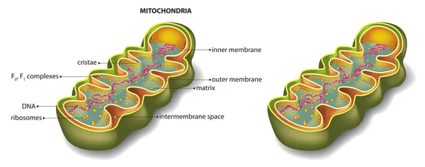 Mitochondriën organel sectie — Stockvector