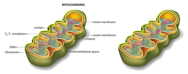 Mitochondria organelle section — Stock Vector