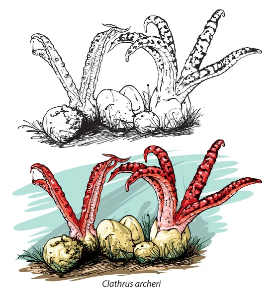 Octopus stinkhorn mushroom — Stock Vector