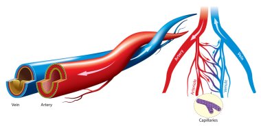 Artery and vein clipart