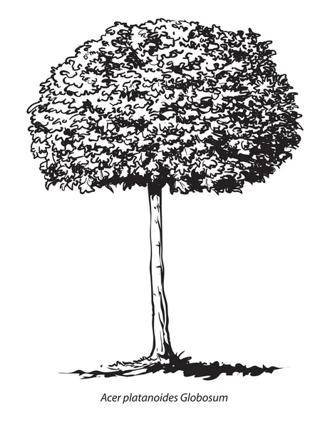 挪威槭树 — 图库矢量图片