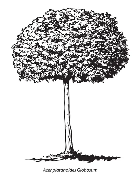 Árbol de arce Noruega — Archivo Imágenes Vectoriales