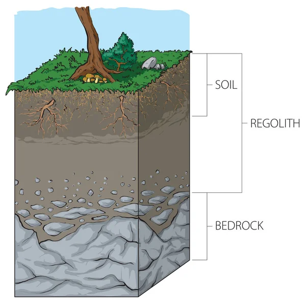 表面から岩盤までの垂直断面図は 土壌とレゴリスの関係を示しています — ストックベクタ