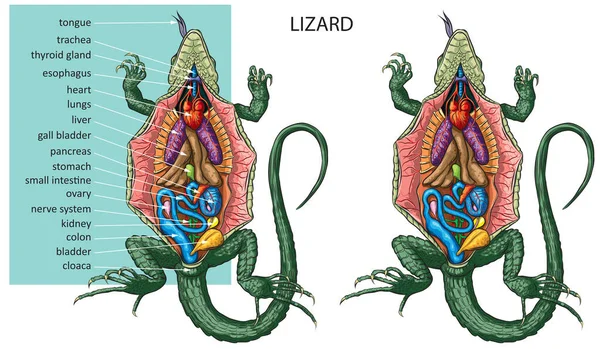 Vector Illustration Detailed Anatomy Lizard — Stock Vector