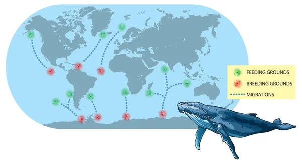 Vector Illustratie Toont Migratie Van Blauwe Walvis — Stockvector