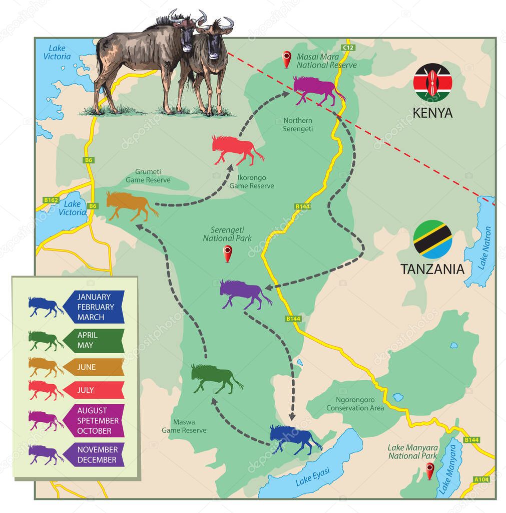 Vector illustration of Great wildebeest migration shown on the map. The part map of Africa is a schematic preview, just to describe migratory routes.