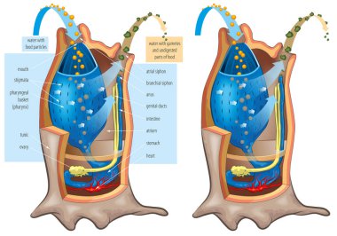 İç yapının vektör çizimi - Deniz Fışkırtmasının anatomisi - Ascidian, Tunicata.