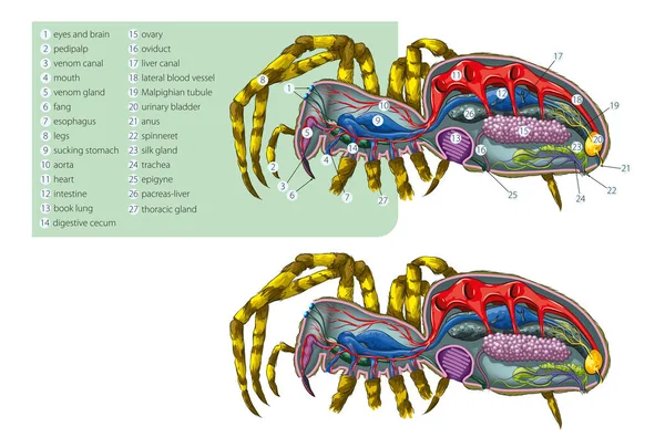 Ilustração Vetorial Anatomia Interna Simplificada Aranha —  Vetores de Stock