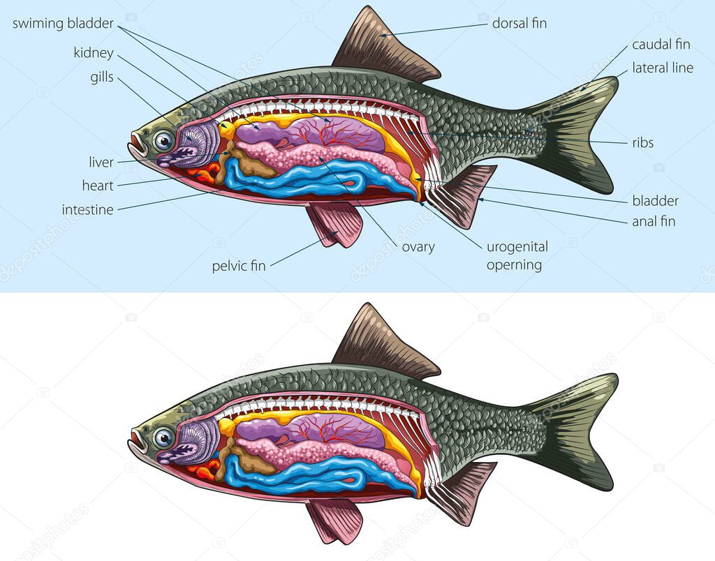 Vector illustration of fresh water fish basic anatomy.
