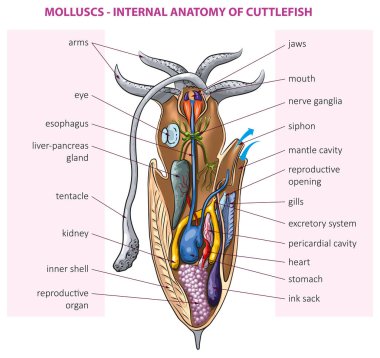 Mürekkep balığının temel iç anatomisinin vektör çizimi.
