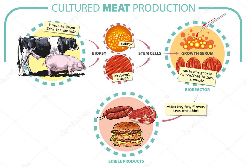 Vector illustration. Cultured lab-grown meat infographics. Synthetic in vitro food concept. Biotechnological process with muscle stem cells, beef and tissue in laboratory.