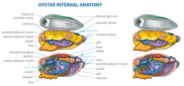 İstiridyenin temel anatomisinin vektör çizimi.