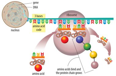 DNA ve RNA proteinlerinin şematik gösteriminin vektör illüstrasyonu.