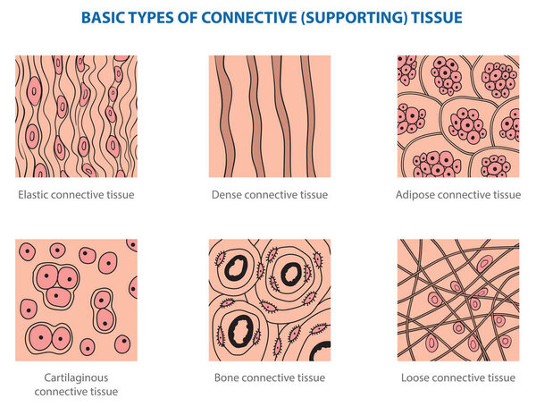 Types of animal tissues by structure - connective tissue.