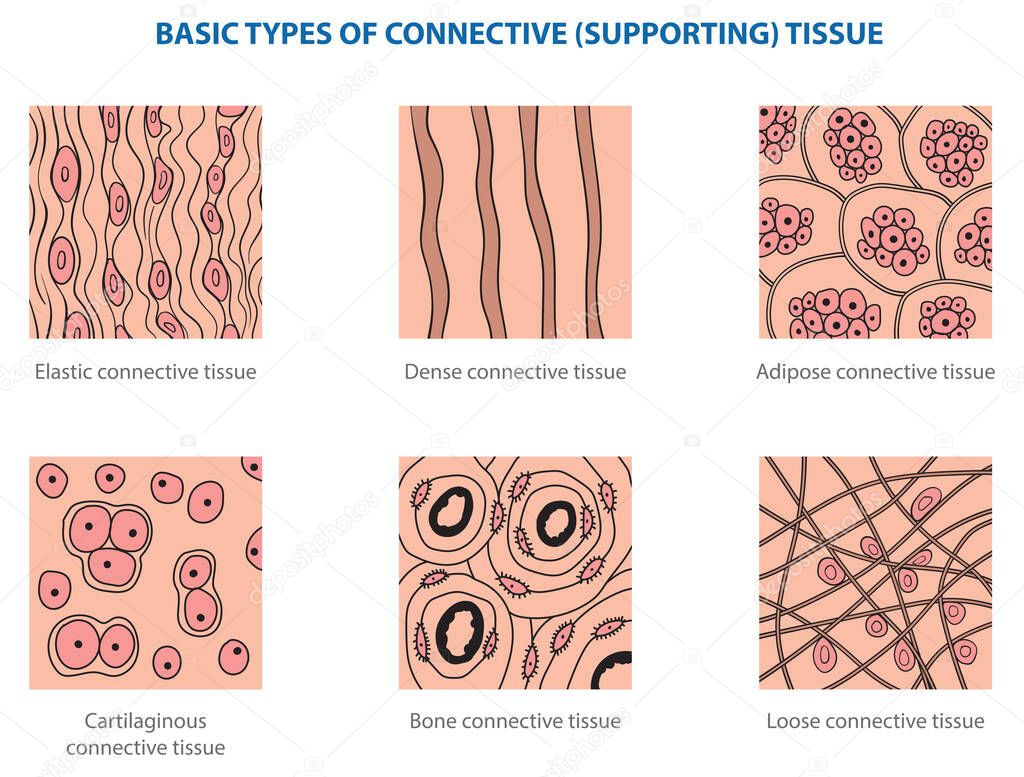 Types of animal tissues by structure - connective tissue.