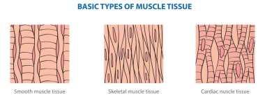 Yapısal olarak hayvan dokularının türleri - kas dokusu.