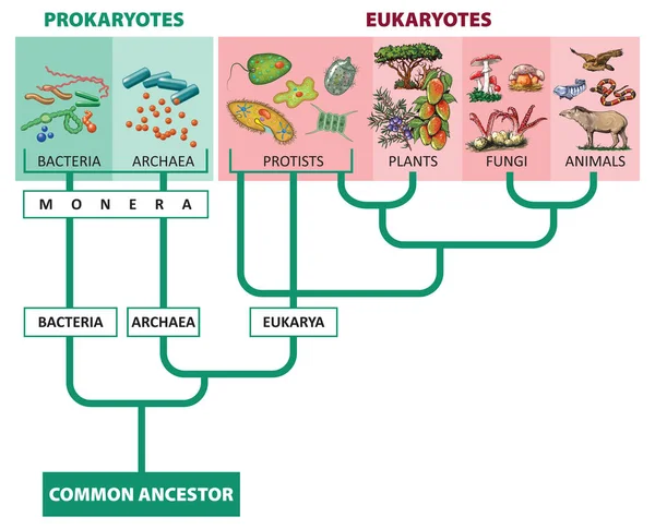 Illustration Vectorielle Classification Royaume Des Êtres Vivants — Image vectorielle