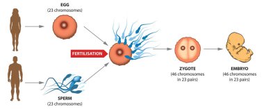 Human reproduction - from egg and sperm to zygote. clipart