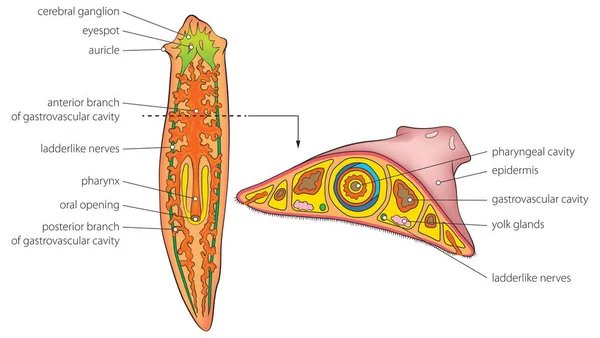 Illustrazione Vettoriale Dell Anatomia Interna Base Planaria — Vettoriale Stock