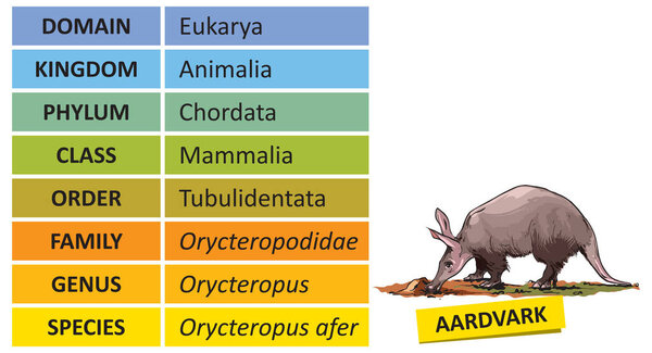 The hierarchy of biological classification's major taxonomic ranks. Classification of organisms into systemic categories, Aardvark example.