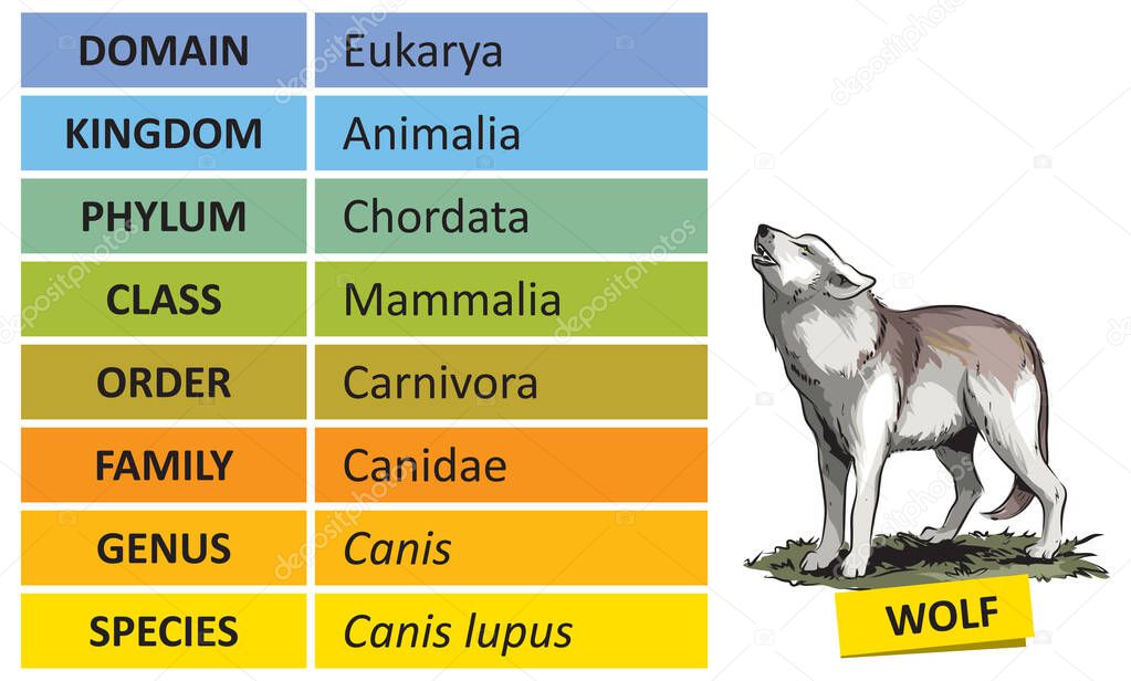 The hierarchy of biological classification's major taxonomic ranks. Classification of organisms into systemic categories, Wolf example.