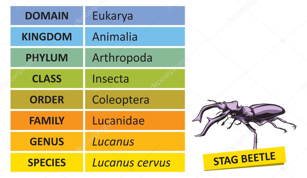 The hierarchy of biological classification's major taxonomic ranks. Classification of organisms into systemic categories, Stag beetle example.