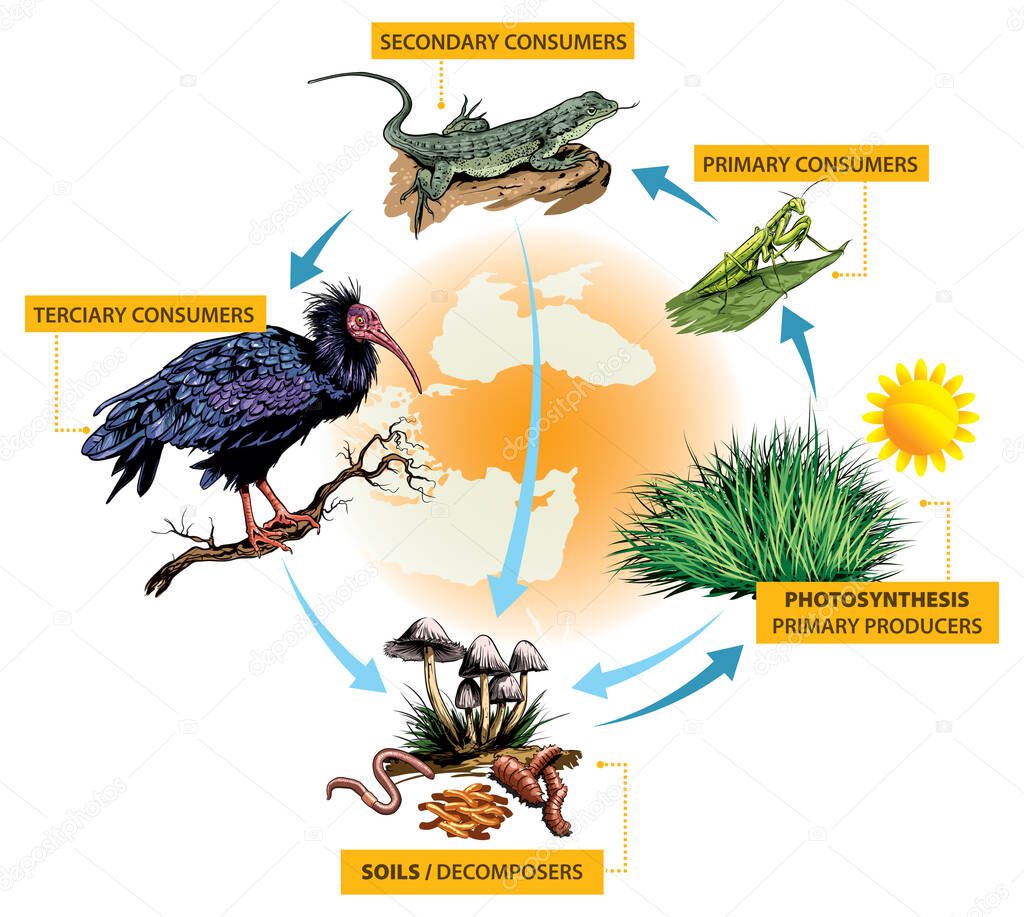 Example of food chain in Turkey (Asia Minor): Northern Bald Ibis - lizard - insects.