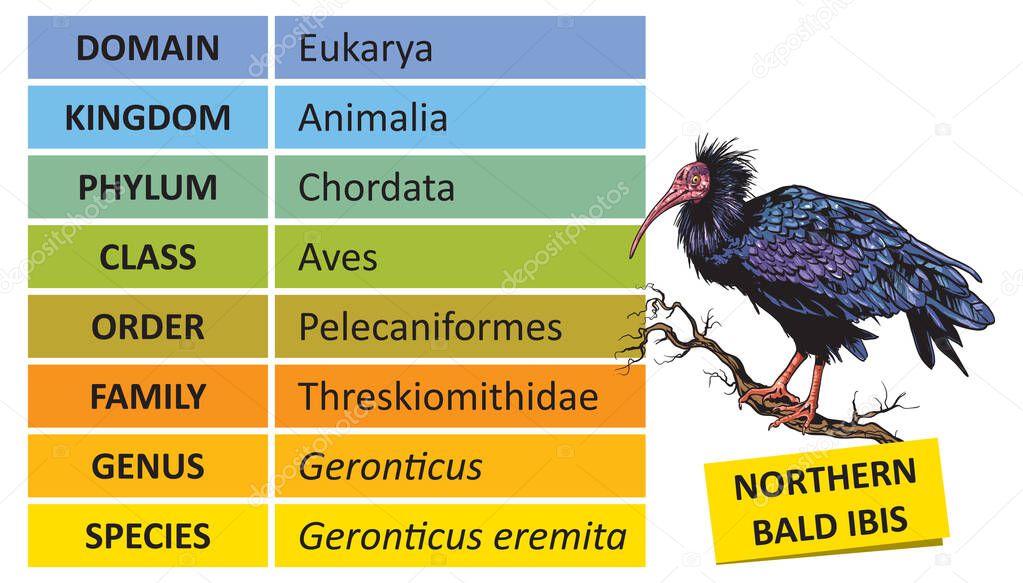 The hierarchy of biological classification's major taxonomic ranks. Classification of organisms into systemic categories, Northern Bald Ibis example.