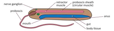 Nemertea 'nın temel iç anatomisinin vektör çizimi - kurdele kurdu ya da horoz solucanı.