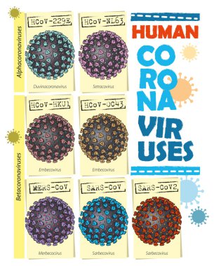 Coronavirüs türlerinin vektör illüstrasyonu - Infographic.