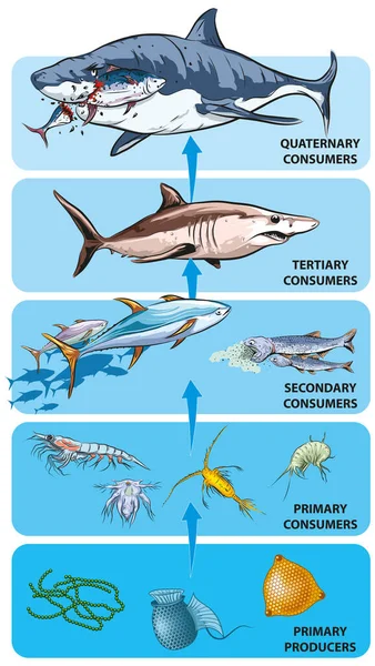 海洋食物連鎖の例のベクトル図 — ストックベクタ