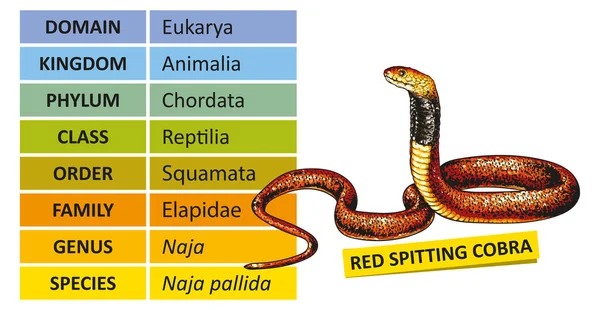 Biológiai Osztályozás Hierarchiája Taxonómiai Sorrend Szervezetek Szisztémás Kategóriákba Sorolása Vörös — Stock Vector