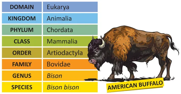 Die Hierarchie Der Wichtigsten Taxonomischen Ränge Der Biologischen Klassifikation Einteilung — Stockvektor