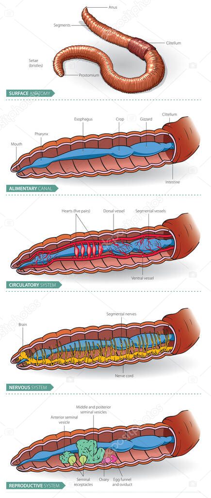 Vector schematic illustration of very basic Earthworm anatomy - infographic.