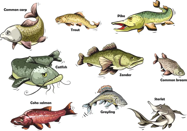 River fish — Stock Illustration River fish Royalty Free Stock Illustrations