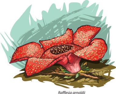 Corpse flower clipart