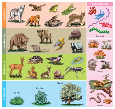 Forest animals clipart