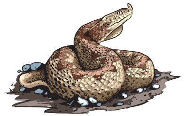 Boynuzlu vipera
