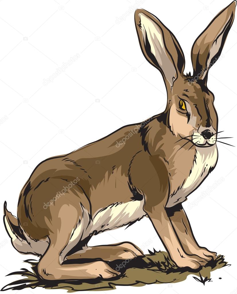 Jackrabbit — Stock Vector © Lukaves 72848437