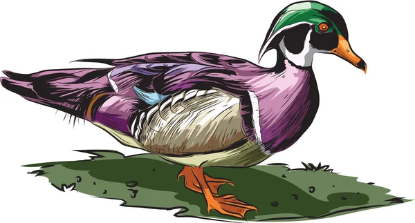 Wood duck — Stock Vector