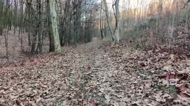 Belgrad, Sırbistan 1 Ocak 2026: Stepin Gaj parkında sonbaharın sonlarından erken kış koşullarına kadar orman yolunda süzülen pürüzsüz insansız hava aracı görüntüleri.