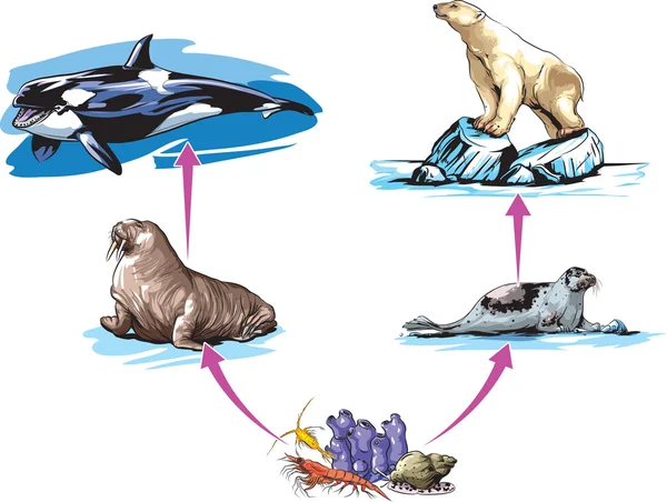 Noordpool dieren — Stockvector