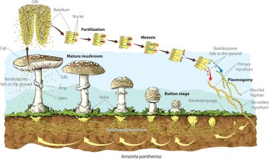 Amanita pantherina mushroom clipart