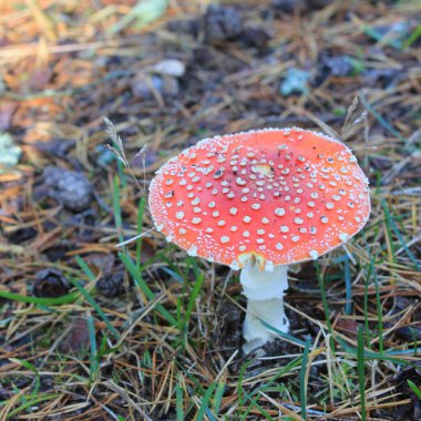 Kırmızı başlıklı ve beyaz noktalı Amarik Uç